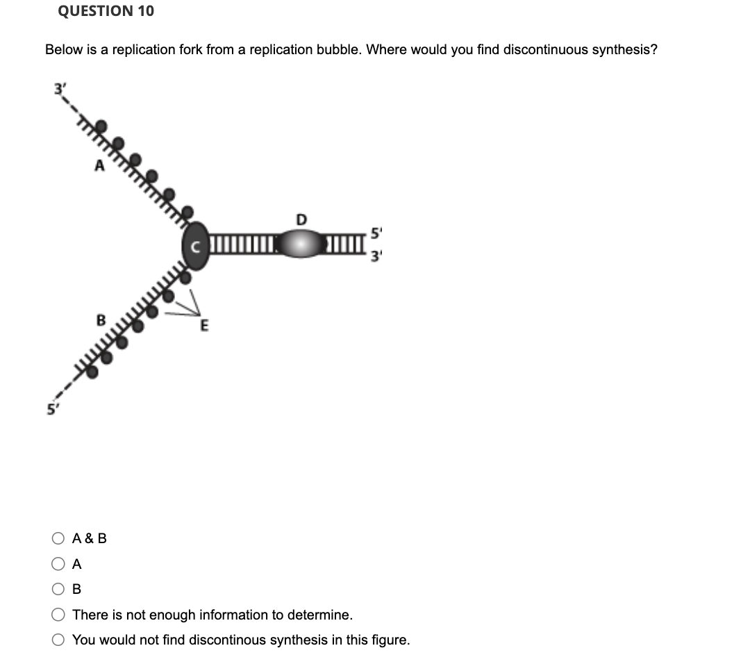 Solved Below is a replication fork from a replication | Chegg.com
