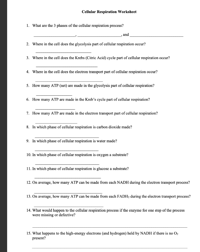 Solved Cellular Respiration Worksheet 1. What are the 3 | Chegg.com