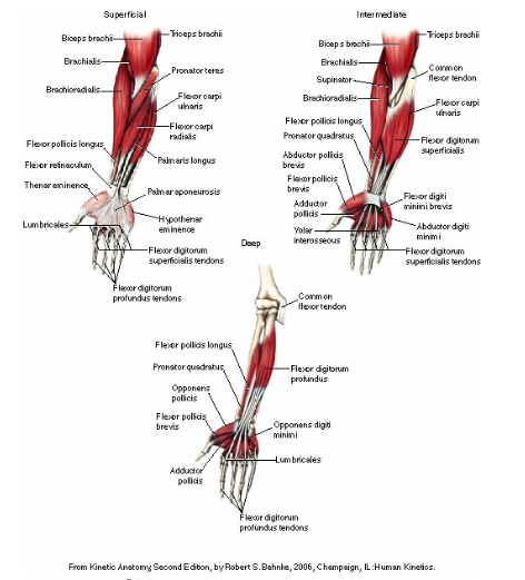 Solved Superficial Intermediate Triceps brachii Biceps | Chegg.com