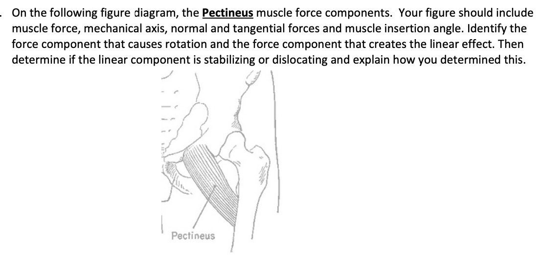 Solved On the following figure diagram, the Pectineus muscle