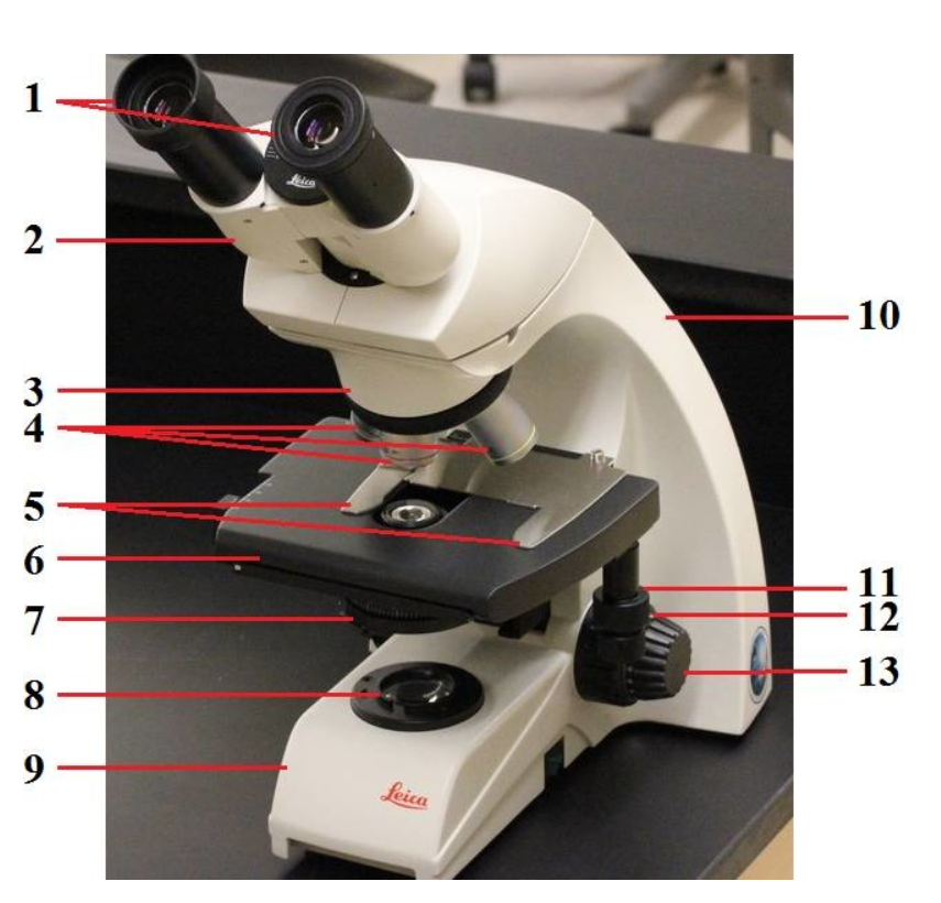 Solved 2 10 3 4 5 6 7 11 12 13 8 9 feica O Arm O Base | Chegg.com