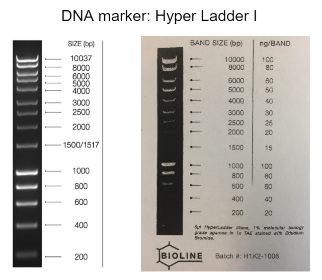 Dna Marker Hyper Ladder Band Size Bp Ng Band Chegg Com