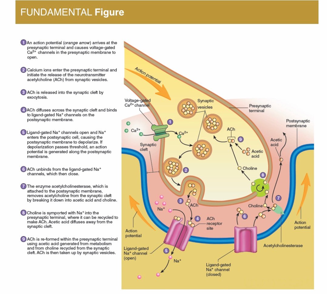 When Calcium Ions Enter The Synaptic Terminal - slideshare