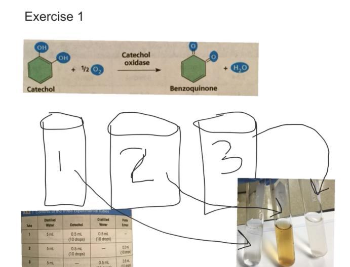 catechol oxidase experiment