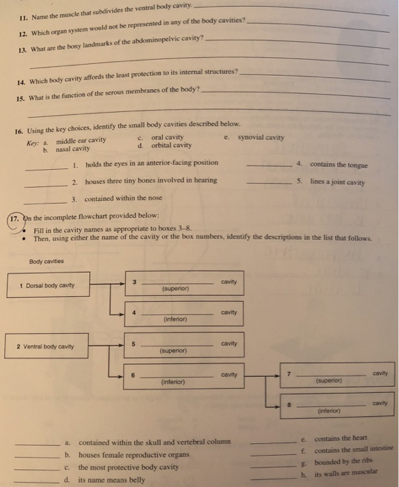 Solved ndicate the following body areas on the accompanying | Chegg.com