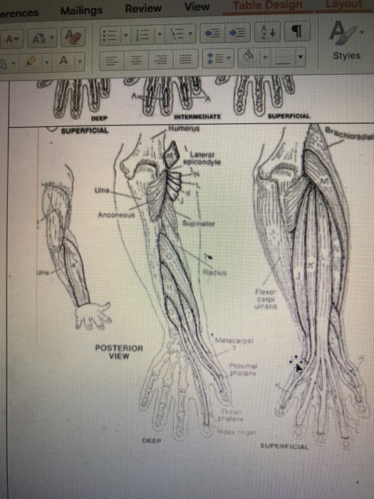 Styles Biceps Humeru Radius Pronetor Mediai Sadrat Chegg Com