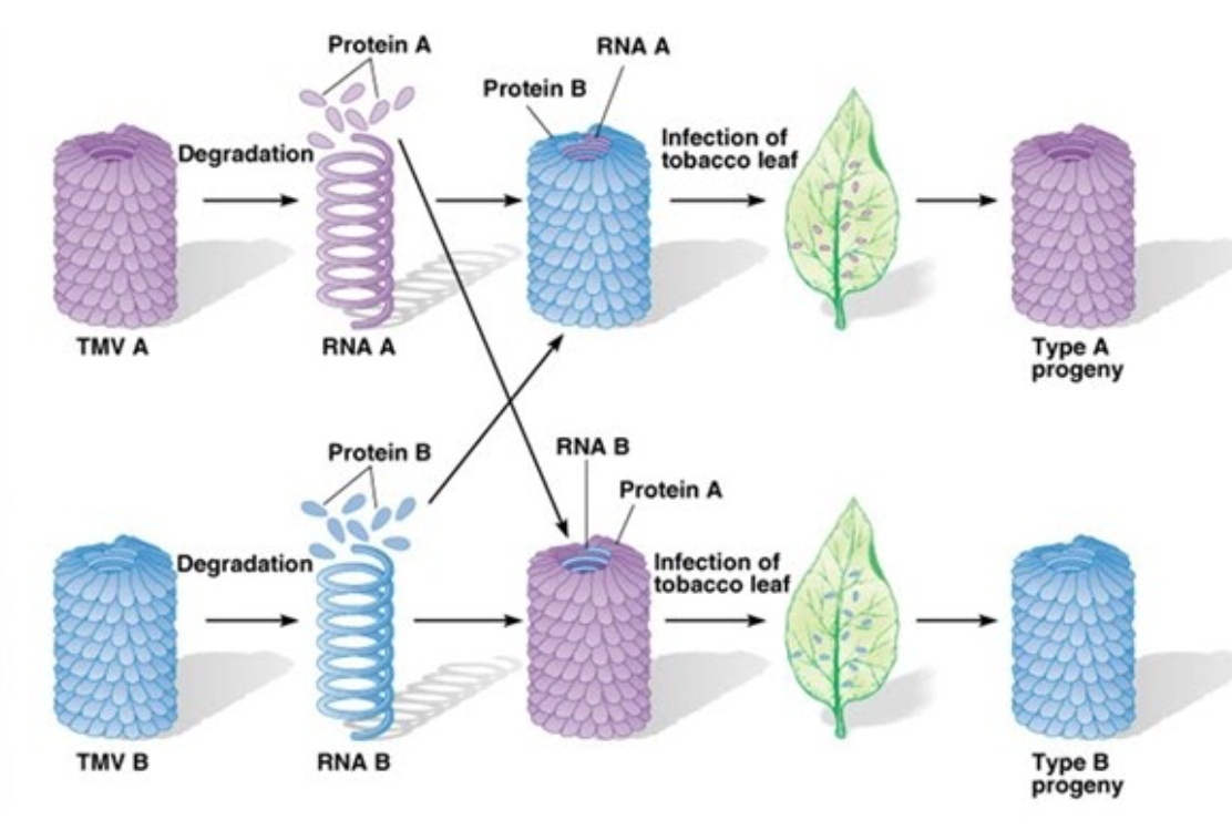 rna as a genetic material experiment