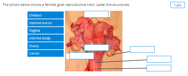 The photo below shows a female goat reproductive tract. Label the structures.