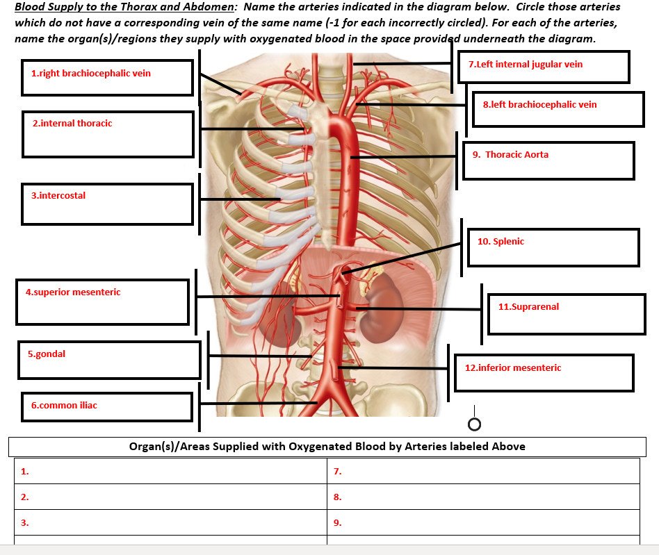 Chest anatomy illustrations: normal anatomy