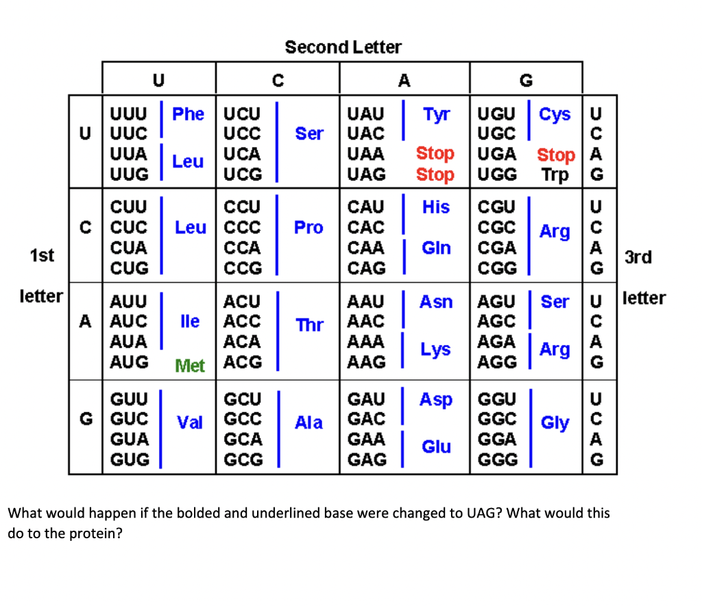 Solved Translate this RNA sequence into a protein | Chegg.com