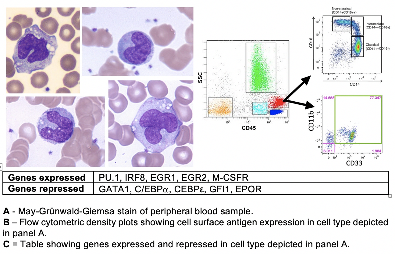 Solved Please fully Identify this hematopoietic cell type | Chegg.com