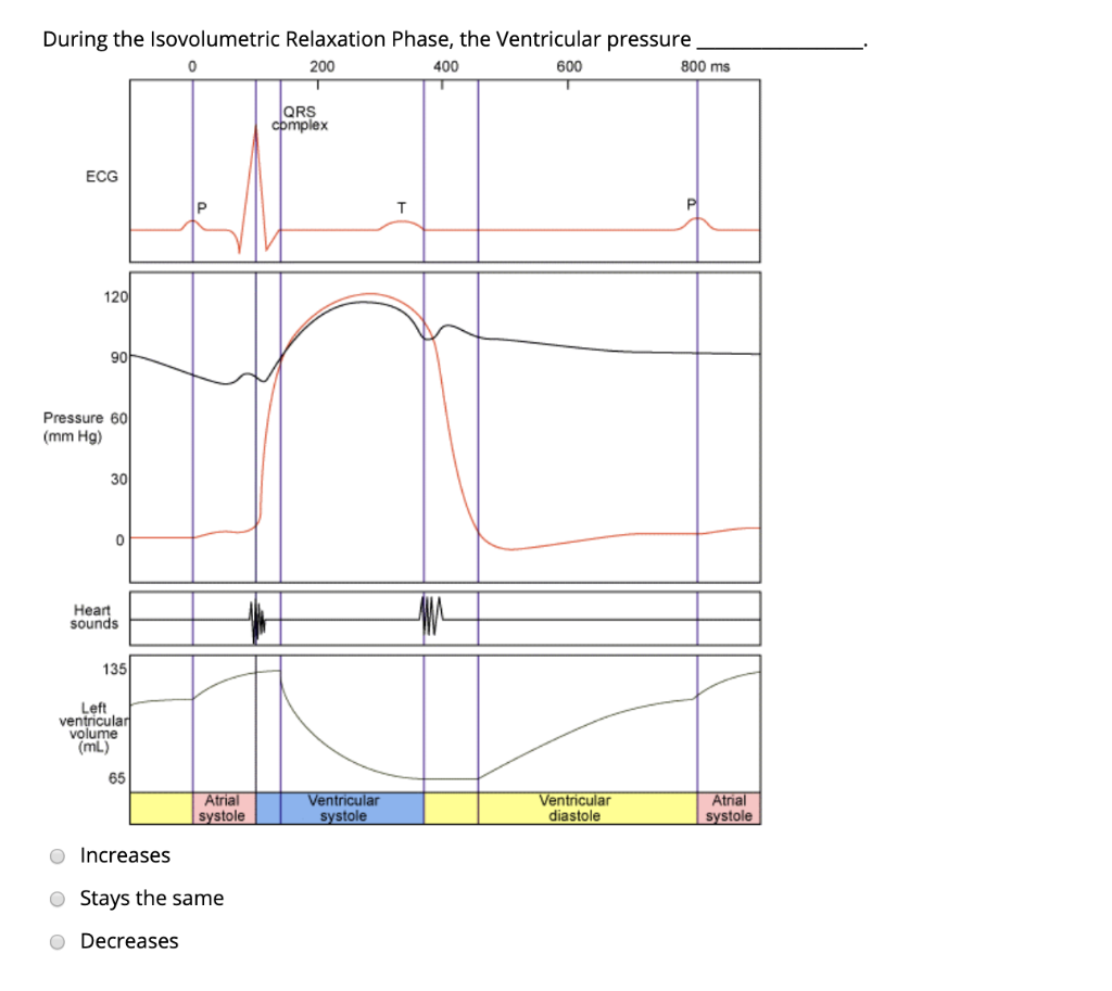 Solved QUESTION 16 During the Isovolumetric Relaxation | Chegg.com