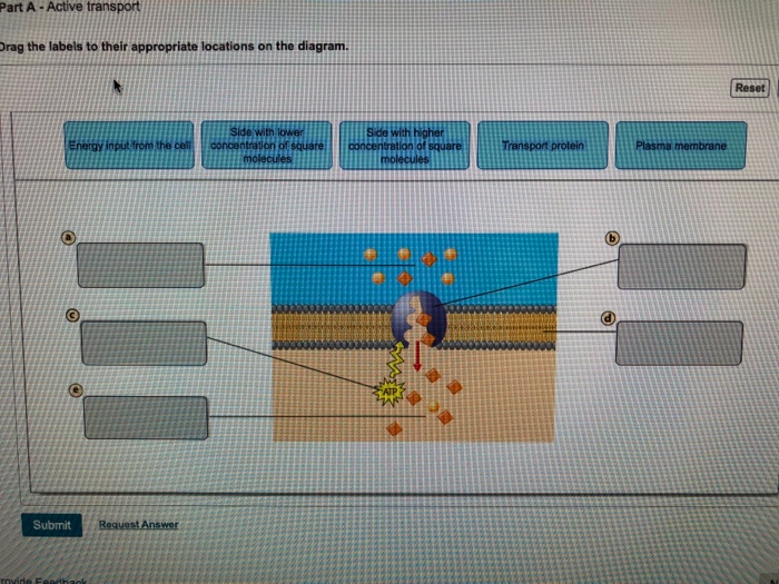 Drag The Labels To Their Appropriate Locations On The Diagram