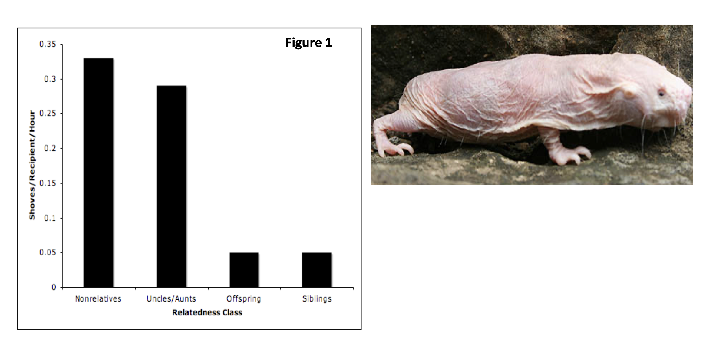 [Solved] Naked mole rats live in colonies of 7080 animal