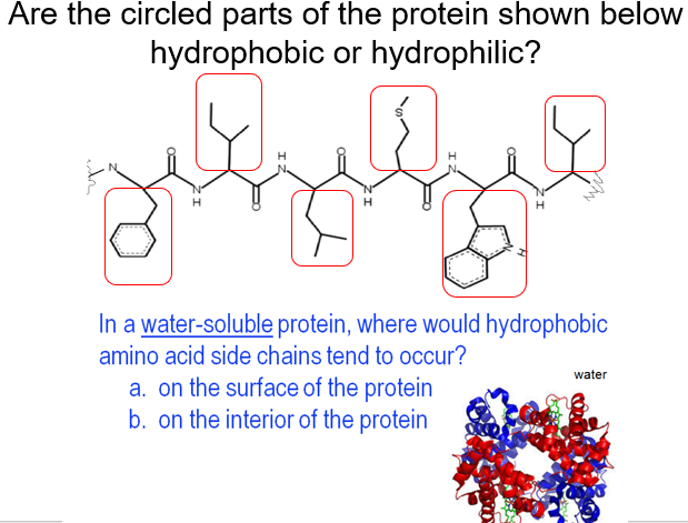 hydrophobic amino acids in a protein