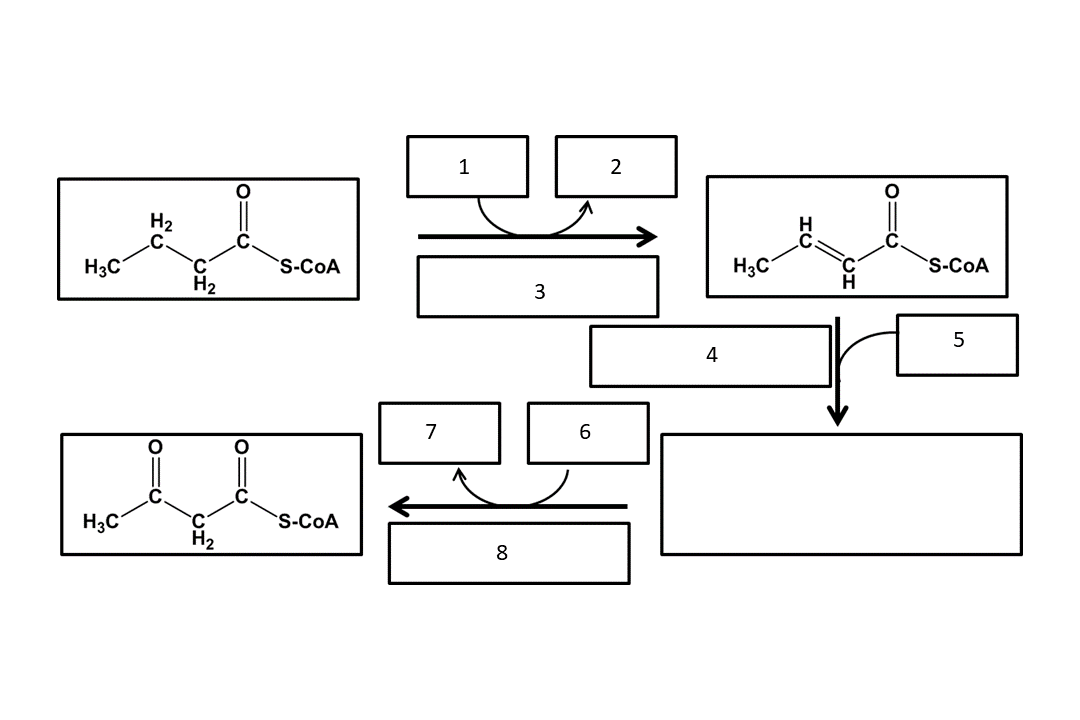Solved The process of Beta oxidation of fatty acids adds a