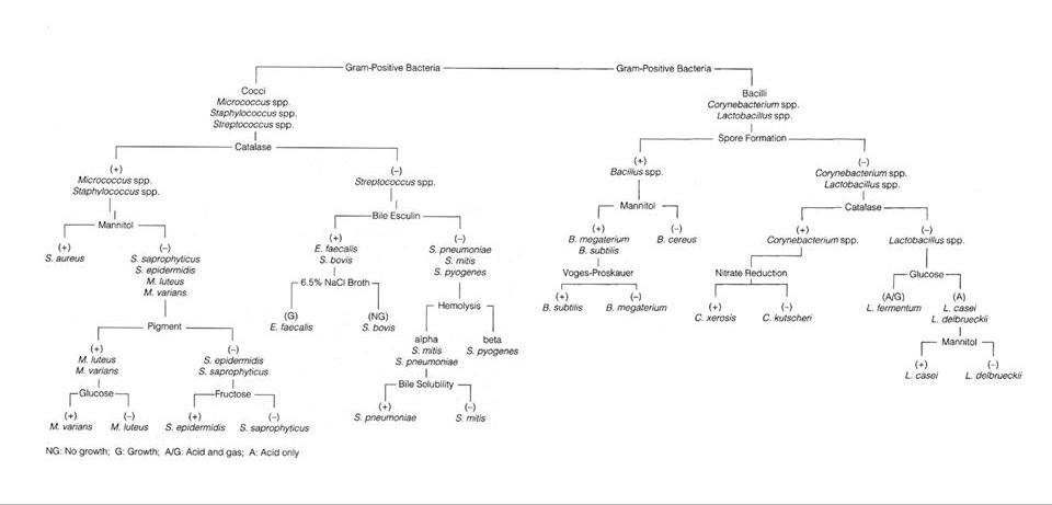 Solved Can someone help me create a Dichotomous key (flow | Chegg.com