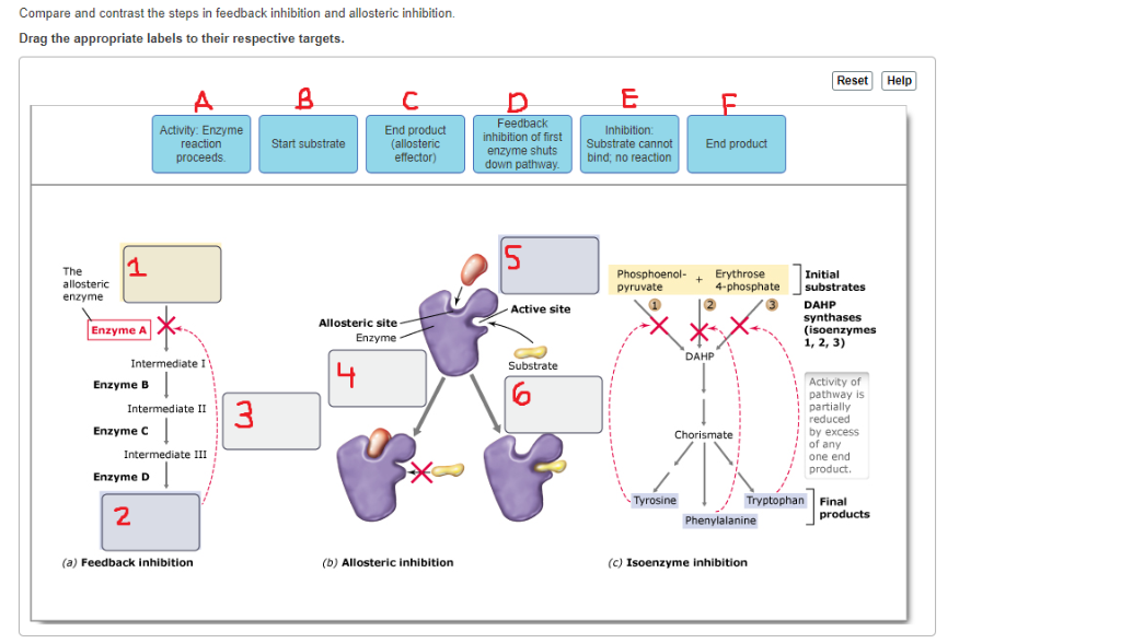 Feedback Inhibition