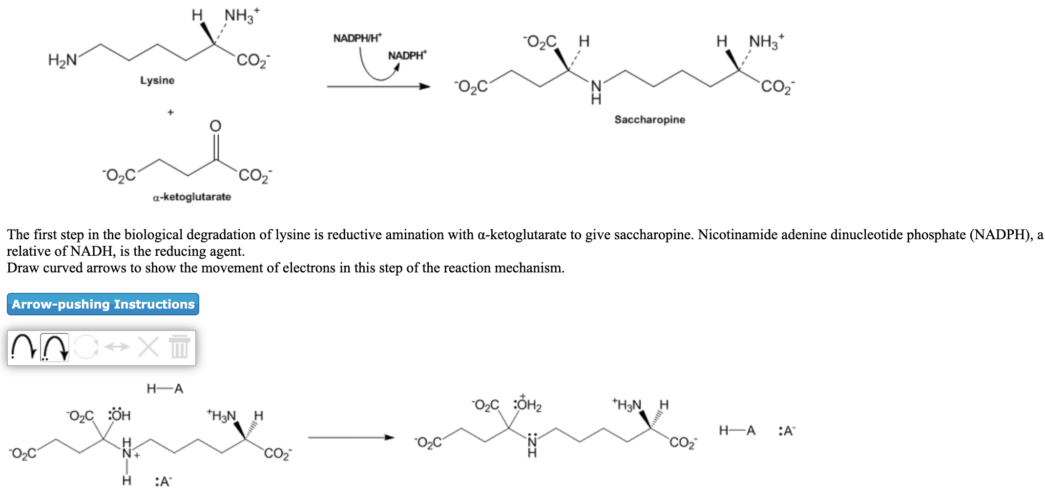 Solved *****Just show arrows on the bottom reaction, don't | Chegg.com
