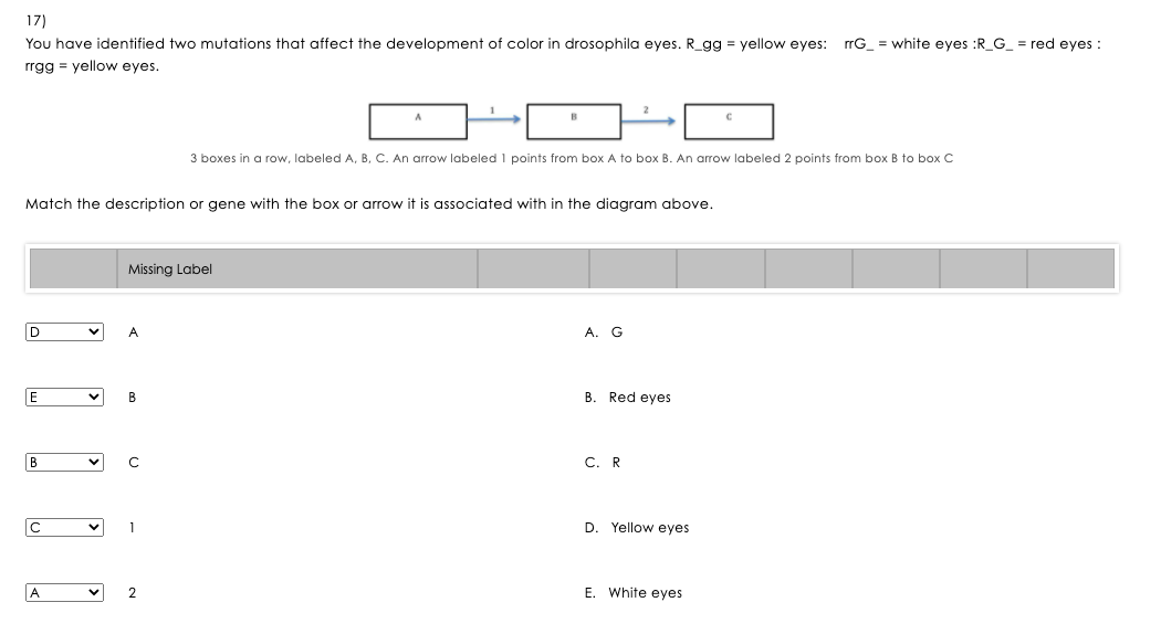 Solved 17) You have identified two mutations that affect the | Chegg.com