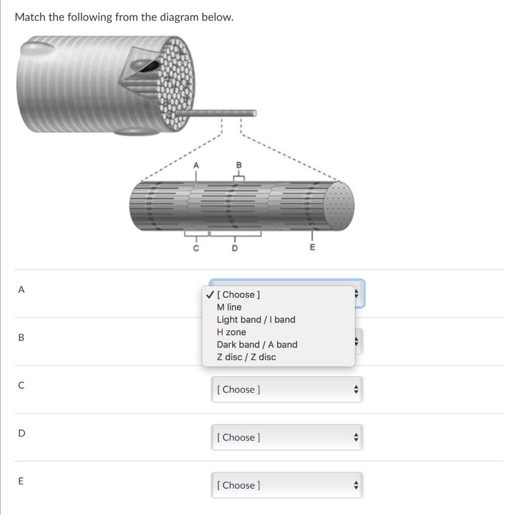 Solved Match The Following From The Diagram Below D E A Chegg Com