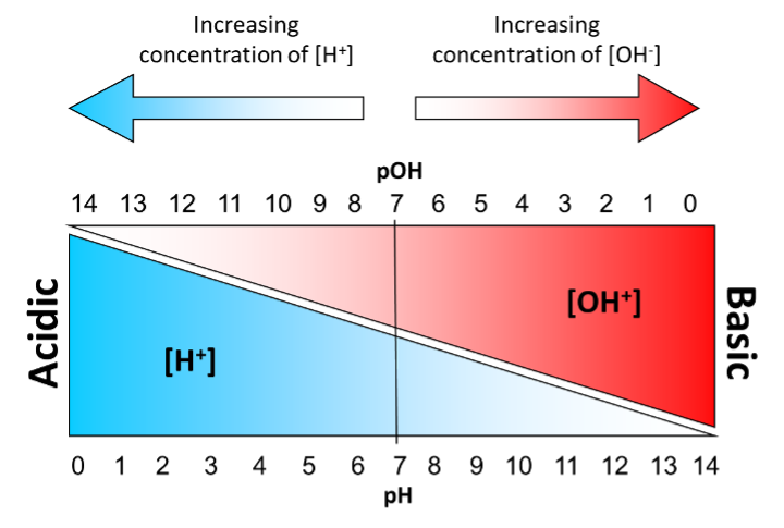 Solved Increasing concentration of (H+) Increasing | Chegg.com