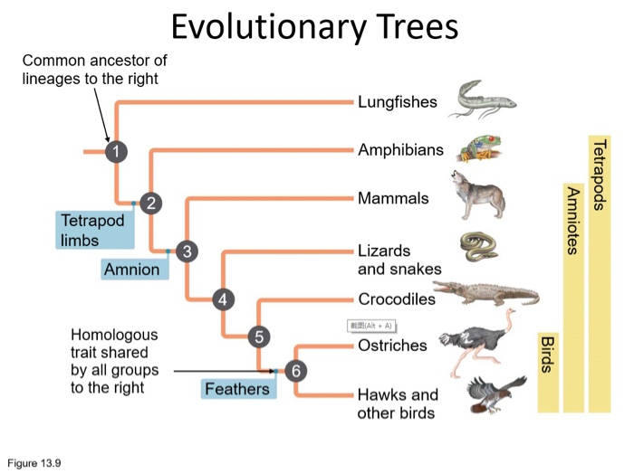 Solved Evolutionary Trees Common ancestor of lineages to the | Chegg.com