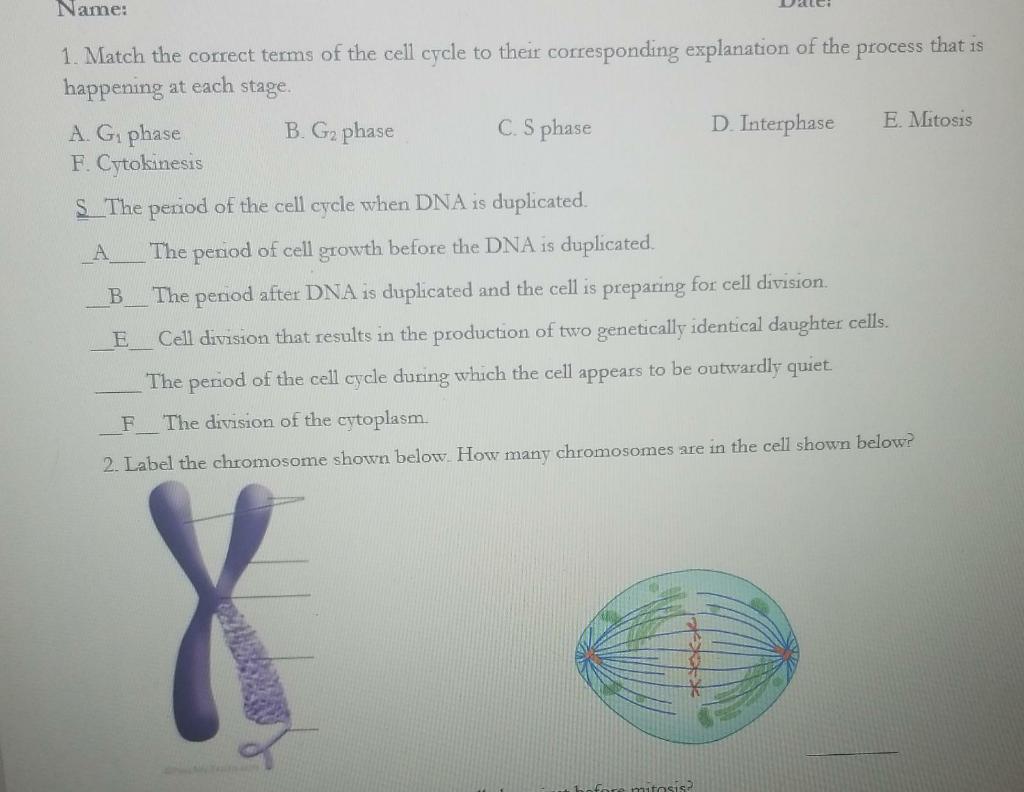 Solved Name: 1. Match the correct terms of the cell cycle to | Chegg.com