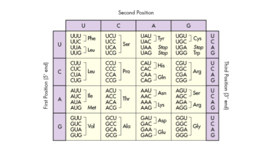 Solved Each of the following DNA fragments has exactly one | Chegg.com