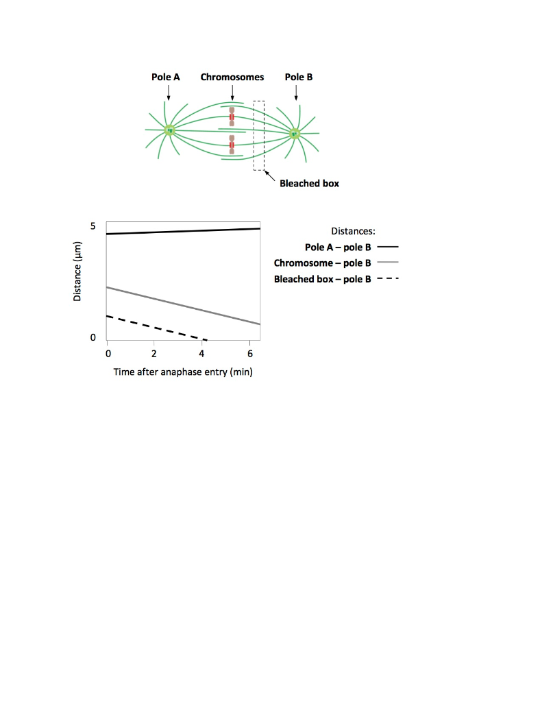 To study chromosome movement during anaphase in Biology Diagrams