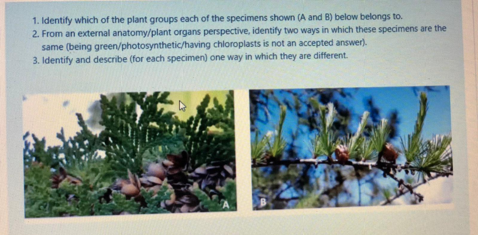 Solved 1. Identify which of the plant groups each of the | Chegg.com