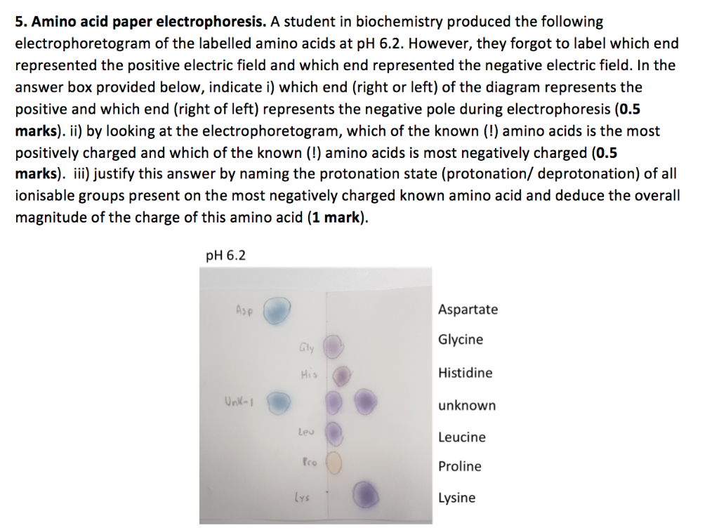 amino acid experiment results