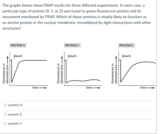 Solved The graphs below show FRAP results for three | Chegg.com
