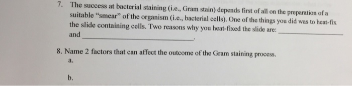 Solved The success at bacterial staining (i.e., Gram stain) | Chegg.com