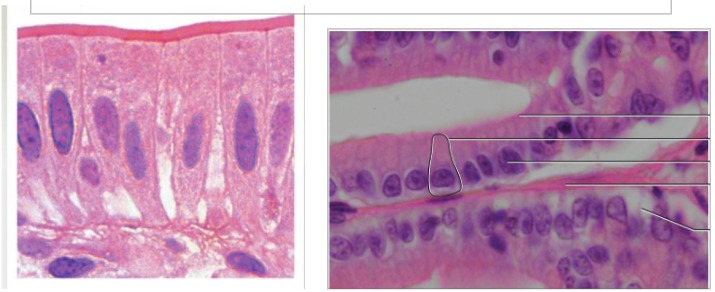 Solved Provided with the pictures below, identify each: 1. | Chegg.com