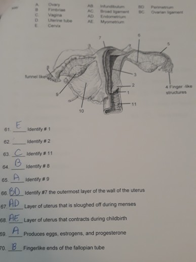 Solved Oy A Myometrum Cervia 4 Finger ke structures Identify | Chegg.com