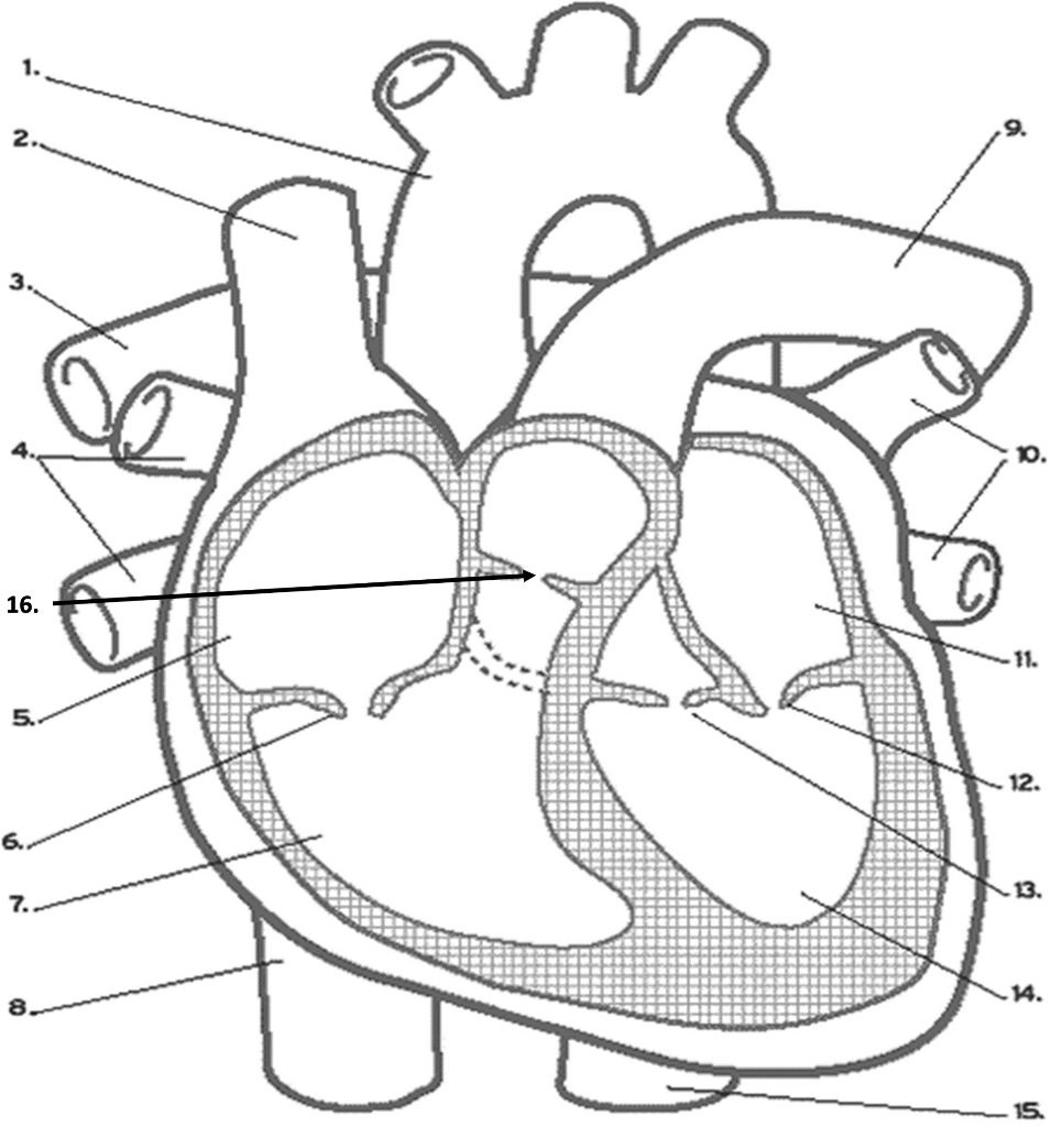 Solved label the heart chegg