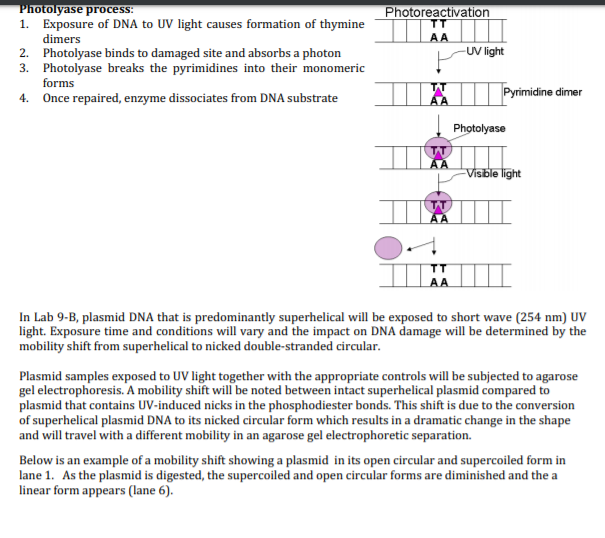 How UV Light Damages DNA: A Quick and Easy Guide