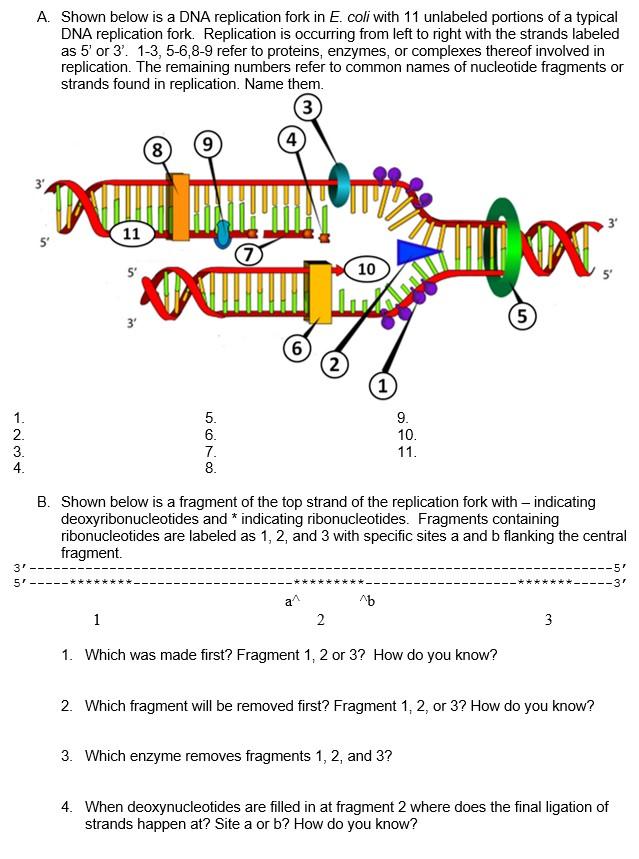 Solved A Shown Below Is A Dna Replication Fork In E Coli
