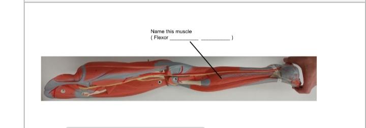 Solved Name this muscle Name this muscle Name this | Chegg.com