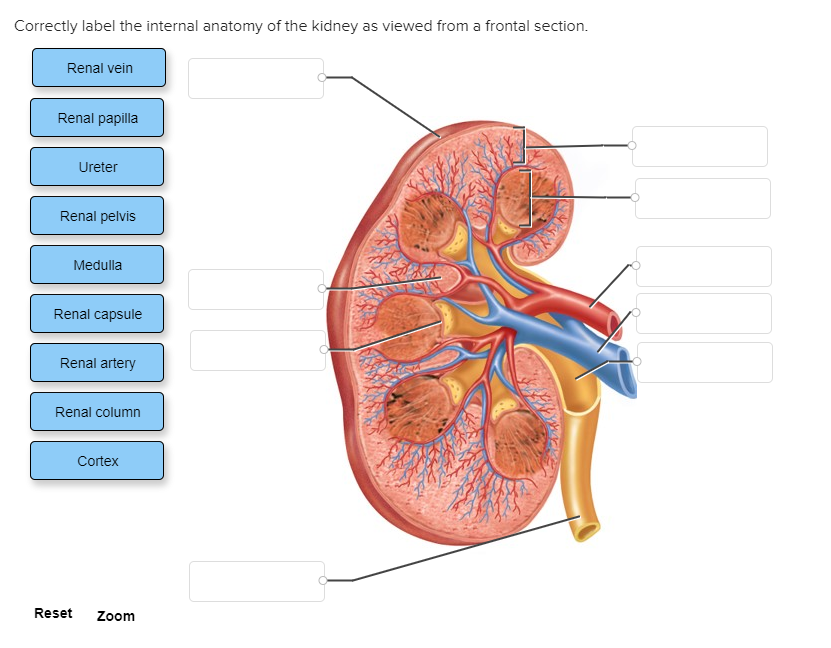 Draw a labelled diagram of the longitudinal section of the human kidney. -  Zigya