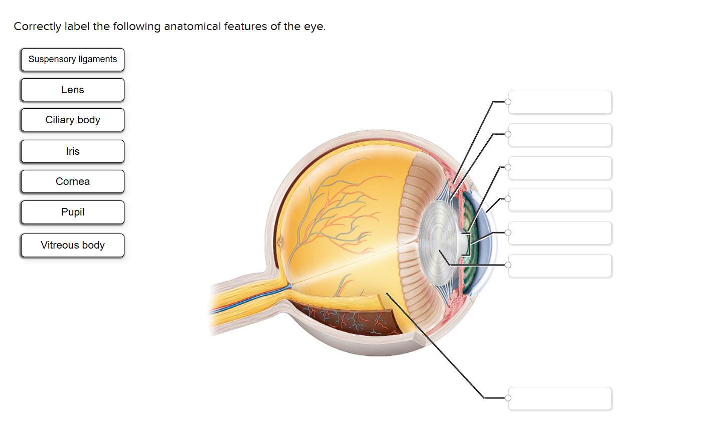 Correctly Label The Following Anatomical Features Of Chegg Com