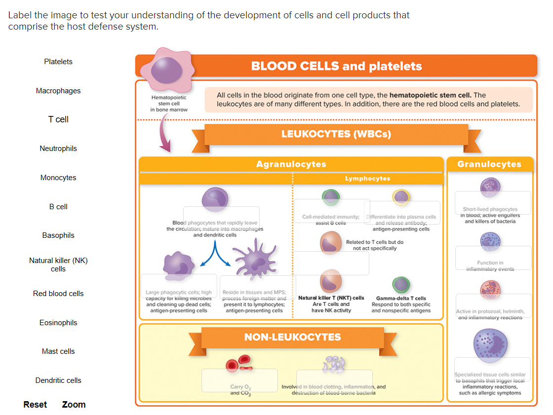 Solved Label the image to test your understanding of the