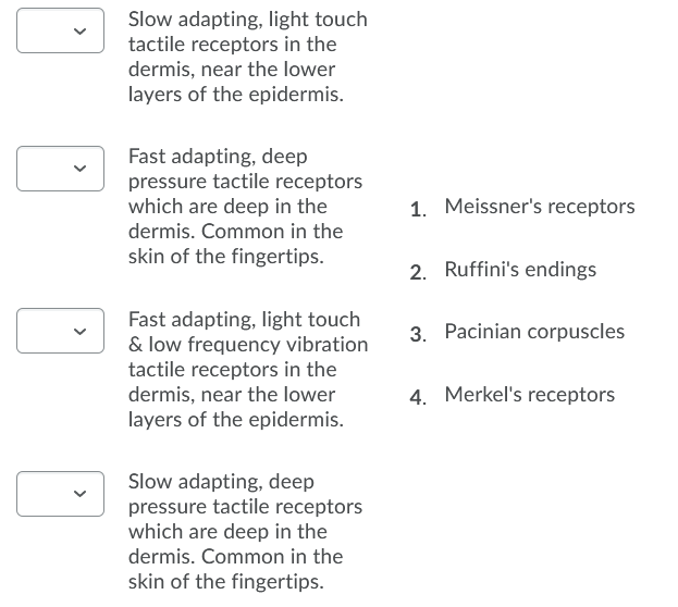 Question Slow Adapting, Light Touch Tactile Receptors In The Dermis