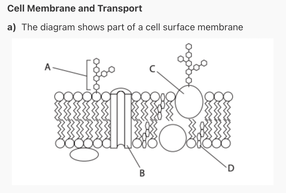 Solved Cell Membrane and Transport a) The diagram shows part | Chegg.com