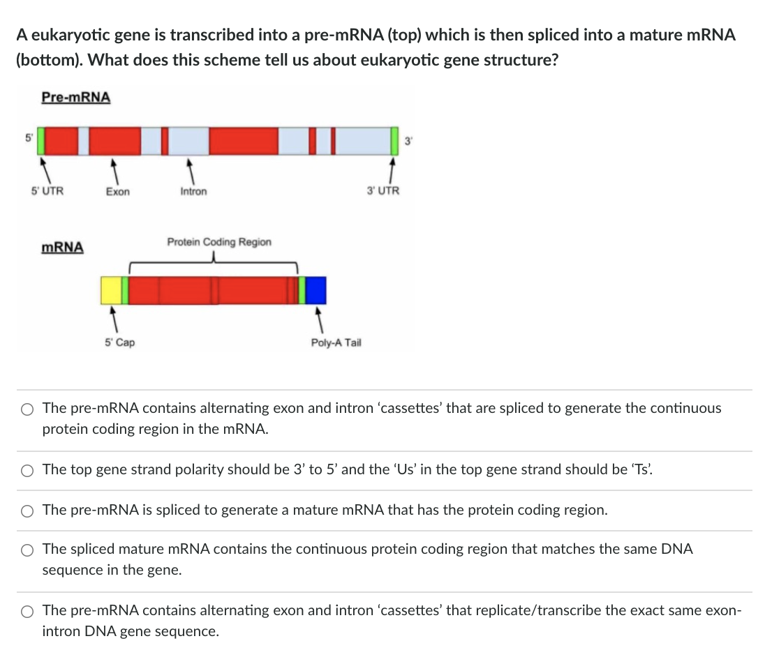 Solved A eukaryotic gene is transcribed into a pre-mRNA | Chegg.com