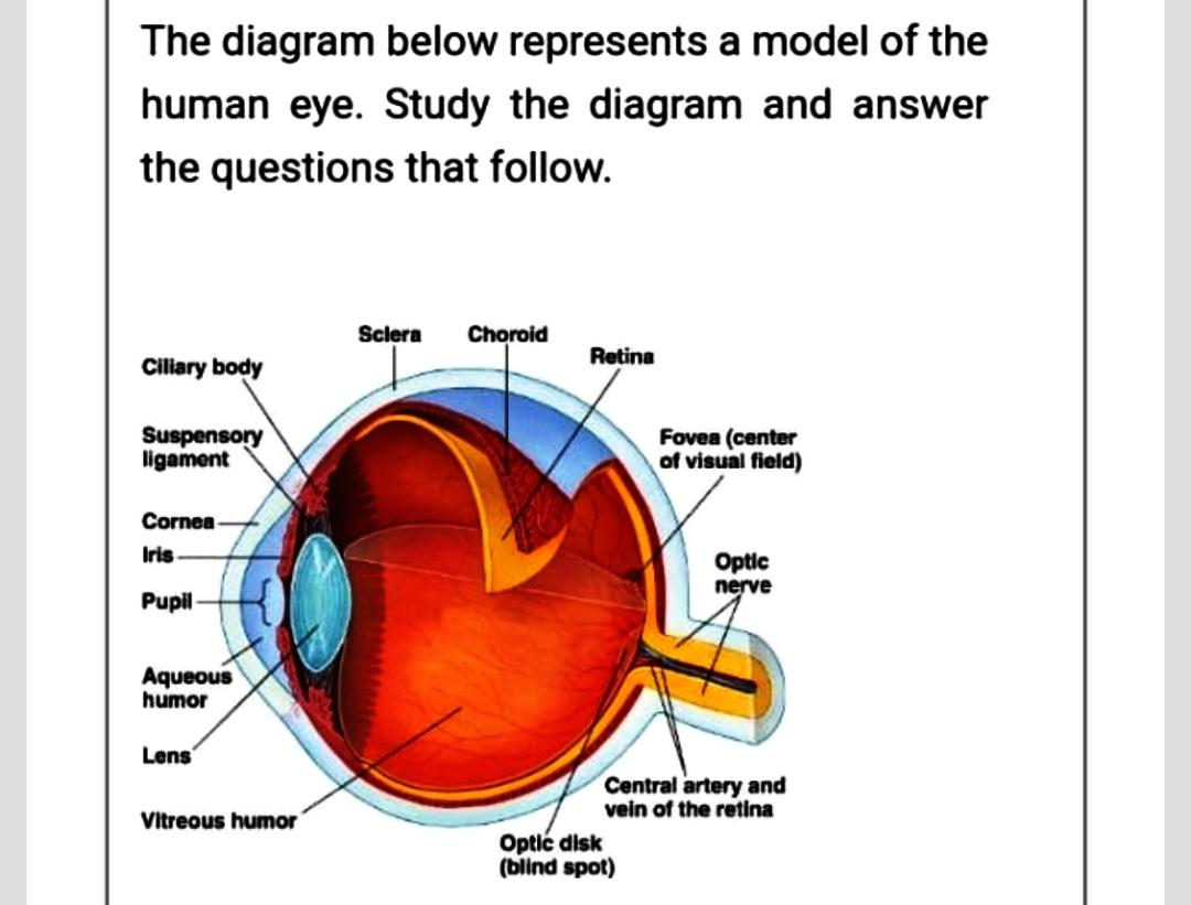 human iris diagram