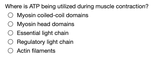 Solved Where is ATP being utilized during muscle | Chegg.com