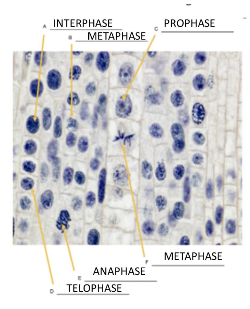 Solved As a cell grows, what happens to its surface area to | Chegg.com