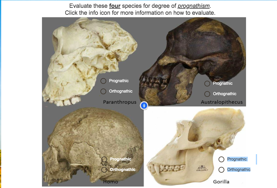 Prognathous, callipygous, steatopygous, exophthalmos